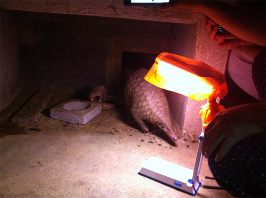 People For Pangolins currently supports the pangolin rescue and rehabilitation work carried out by Save Vietnam's Wildlife in the country's Cuc Phuong National Park.