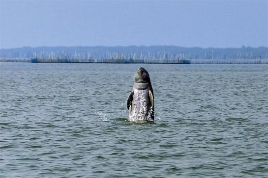Listed in Appendix I of CITES, and listed as vulnerable by the IUCN, the Irrawaddy dolphin persists in fragmented populations across its range countries.