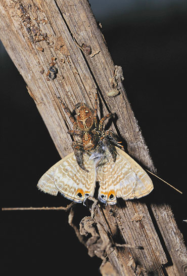 T.N.A. Perumal T.N.A. Perumal