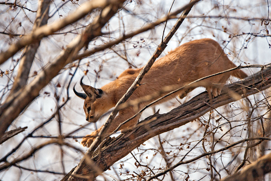Named after the Turkish word karakulak, which means black ears, the caracal is fast disappearing from India's forests. The interviewee was incredibly lucky to spot and photograph one in Ranthambhore.