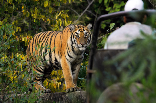 A sub-adult tigress encounters a tourist vehicle at the Tadoba-Andhari Tiger Reserve in Maharashtra.
