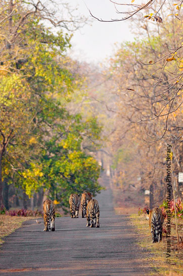 Tadoba telia gang Tadoba telia gang