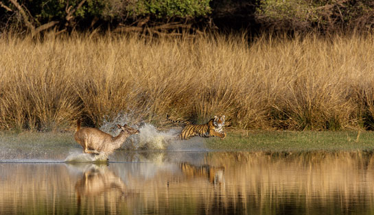 Ecotourism could be the means for forests beyond the PA boundaries to be brought into the conservation fold, boosting the viability of small tiger reserves by providing additional protected tiger breeding areas, while also providing stepping stones of safety in corridors from one PA to another.