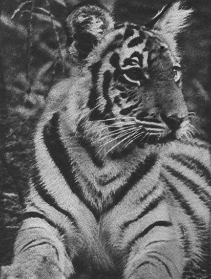 Tara, aged one year.