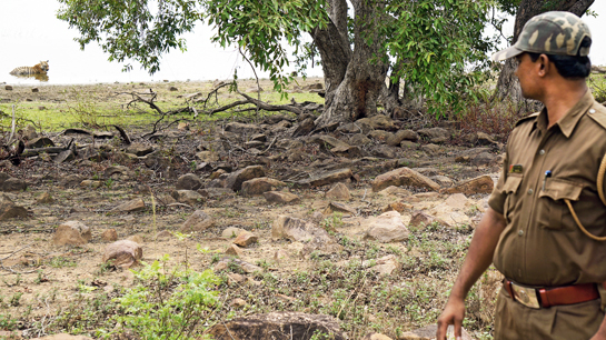 A Range Officer monitors the Tadoba lake where a tiger enjoys a peaceful dip. The apparently seamless, tiger-rich safaris that visitors to Tadoba can indulge in are only possible on account of the protection afforded to the park by its foot soldiers.