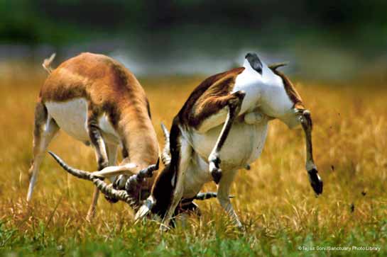 Blackbuck