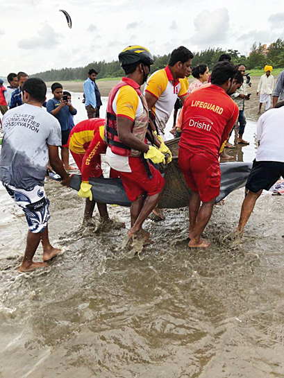 The Terra Conscious team has trained Drishti Marine lifeguards, the Forest Department, veterinarians and volunteers. This helped them pull off an incredible, collaborative rescue of a stranded striped dolphin in Miramar in September 2018. The Terra Conscious team has trained Drishti Marine lifeguards, the Forest Department, veterinarians and volunteers. This helped them pull off an incredible, collaborative rescue of a stranded striped dolphin in Miramar in September 2018.