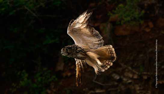 Eurasian Eagle-owl Bubo bubo