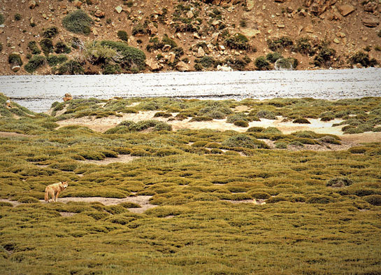 Leika, the first Himalayan wolf that the author radio-collared in Spiti.