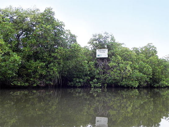 Mangroves act as nurseries for a variety of threatened terrestrial and aquatic species, and are vital buffers against coastal erosion and climate change events.