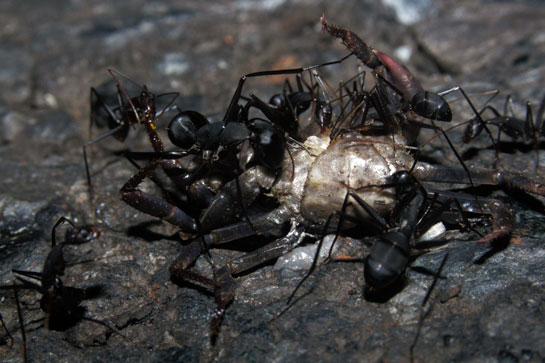 Ants cart away the remains of crabs killed by vehicles while moving to their spawning site.