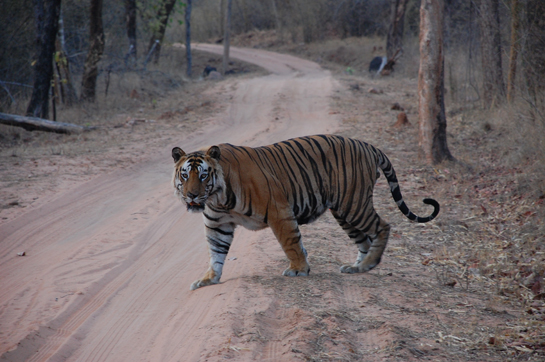 Immensely charismatic, Bamera blessed hundreds of visitors to Bandhavgarh with stellar sightings.