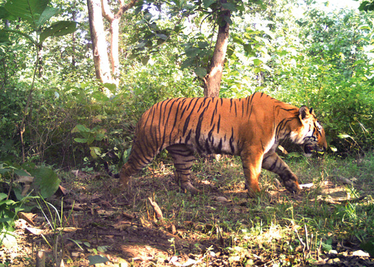 Singh is a fierce defender of what he refers to as BPL (Below Poverty Line) tigers such as this one from the Ramnagar Forest Division that must survive the rigours of life outside the protected boundaries of tiger reserves such as Corbett.
