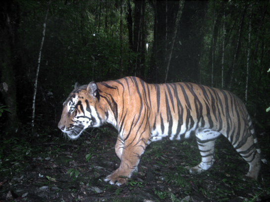 The Idu Mishmi tribe's poignant cultural practices and beliefs have ensured the survival of the tiger and its habitat in the Dibang Valley in Arunachal Pradesh.