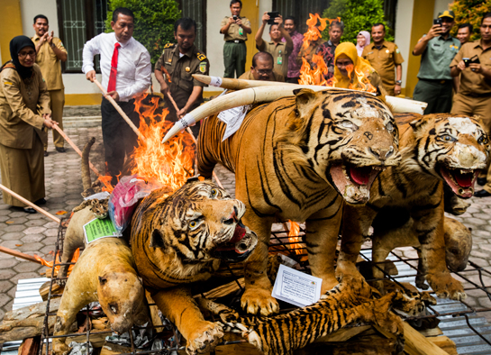 Tiger Burning 