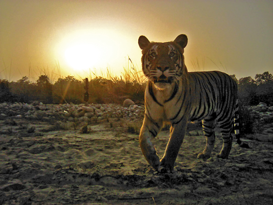 A camera-trap image of a tiger in the Banke National Park. In the latest national survey, 13 tigers and several rhinos with their calves were recorded in the Khata corridor.