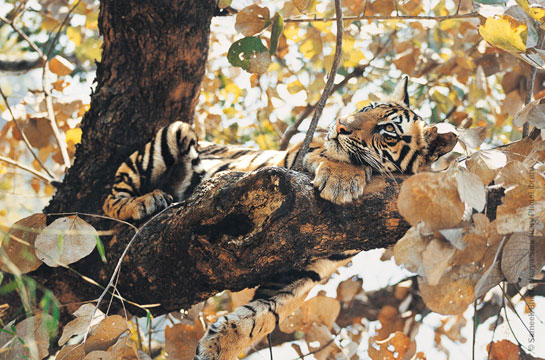 Sameek Bhattacharya