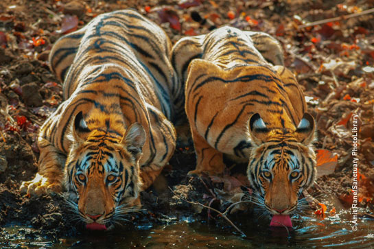 Two tiger cubs quench their thirst at a water hole in the Kolsa range of the Tadoba-Andhari Tiger Reserve in Maharashtra.