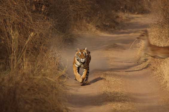 This image was submitted by Falguna Shah for the Sanctuary Wildlife Awards 2009. The camera was a Canon 40D with a Canon100-400IS lens. The action took place in the Ranthambhore Tiger Reserve. The spotted deer had a lucky escape the photographer informed us. This image was submitted by Falguna Shah for the Sanctuary Wildlife Awards 2009. The camera was a Canon 40D with a Canon100-400IS lens. The action took place in the Ranthambhore Tiger Reserve. The spotted deer had a lucky escape the photographer informed us.