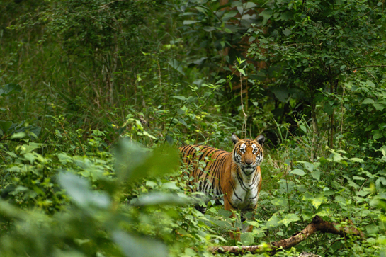 Connectivity between forest fragments is critical for avoiding extinction. Studies on the impacts of connectivity are sadly lacking in India.