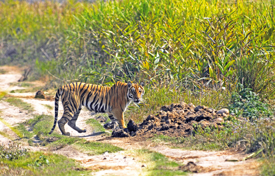 The tiger population in Kaziranga benefited greatly from the protection offered to the rhino for over a century. Kaziranga is also a birders' paradise and is one of India's finest wildernesses.