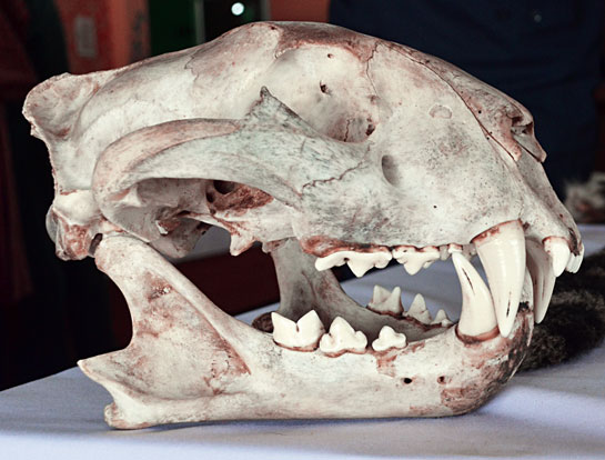 A seized tiger skull. Beyond arrests and seizures, it is an improved rate of convictions in trial courts that will really help break the illegal wildlife trade chain.