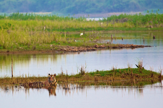 PROWL works to improve the lives of the communities living adjacent to tiger reserves such as Tadoba-Andhari and parks by working closely with the Forest Departments and local NGOs.