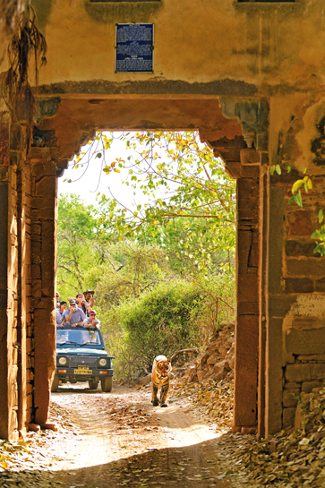 Protected Areas across India are not able to tap into their tourism potenial optimally, and thereby, not allow a profitable conservation-driven economy to thrive, explains the author.
