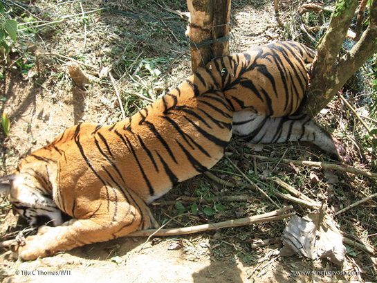 A tiger killed by a wire snare in south India. Snares are a grievous threat to wildlife, as this method of poaching is seeing more wildlife deaths than all other hunting methods put together.