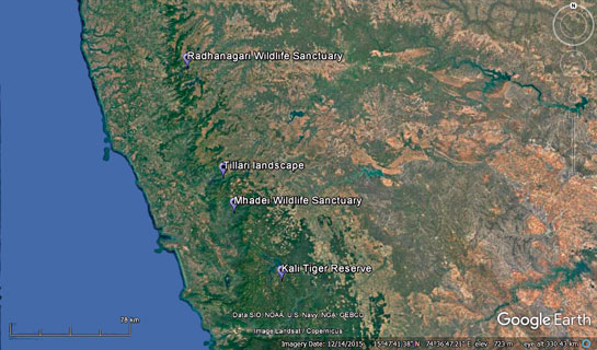Tillari forms part of an important inter-state forest corridor between Maharashtra, Karnataka and Goa.