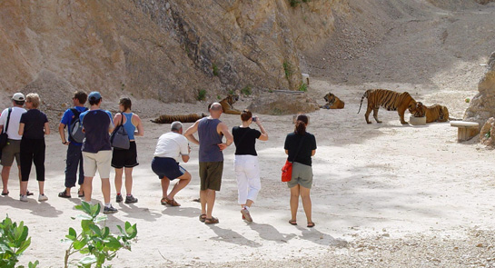 Tourists at the Tiger Temple in Thailand. Chained tigers in the background.