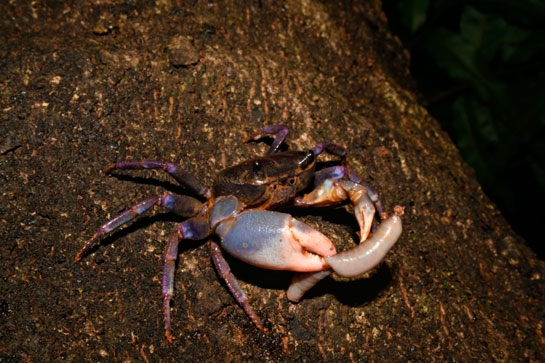 A tree crab in the Bondla Wildlife Sanctuary scurries away with half an earthworm in its grasp.