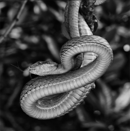 This large-scaled pit viper Trimeresurus macrolepis in the Pambar shola is an endemic species associated with wet evergreen forests, including sholas, in the southern Western Ghats. This large-scaled pit viper Trimeresurus macrolepis in the Pambar shola is an endemic species associated with wet evergreen forests, including sholas, in the southern Western Ghats.