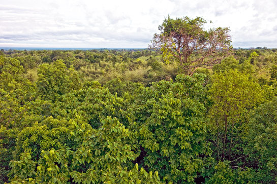 The author's study on the Bengal slow loris was based in Tripura's Trishna Wildlife Sanctuary. Habitat loss and capture to cater to the illegal, exotic pet trade combine to gravely threaten this arboreal primate.