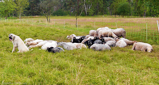 Livestock herders both in India and Germany employ indigenous techniques such as collective herding in Spiti (top) and using Turkish Kangal dogs in Germany (above) to keep wolves and other predators at bay.