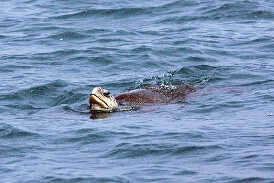 An olive Ridley turtle bobs up and down in the waters off the coast of the Rushikulya beach in Odisha.