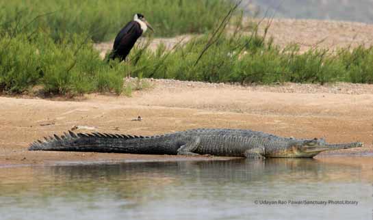 A gharial basks on the banks of the Chambal river with a Woolly-necked Stork in the background.