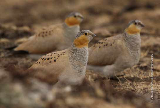 A group of Tibetan Sandgrouse in the Tso Lhamu plateau of North Sikkim.