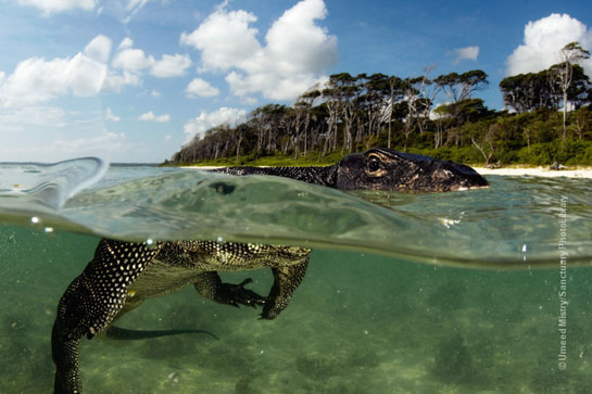 The Andaman water monitor lizard is a distinct sub-species of the more common water monitor and is endemic to the islands.