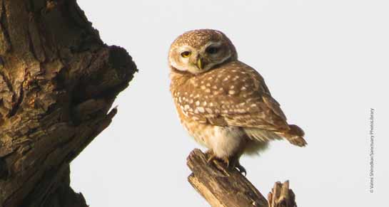 Spotted Owlet Athene brama