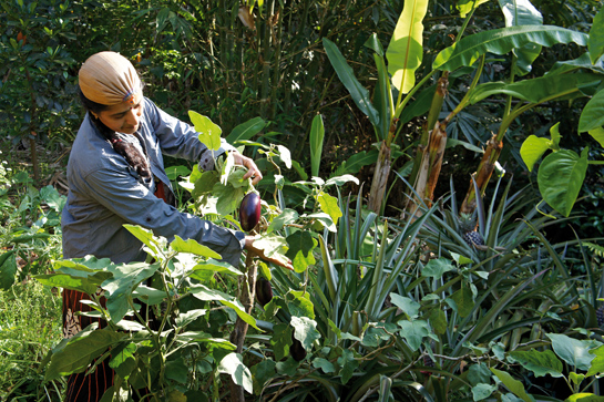The collective provides a platform to women gardeners, supports a livelihood initiative for them and conducts regular team building exercises for members.