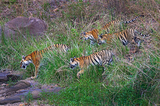 The biological proof of success for Project Tiger, launched in 1973, is visible in the shape and form of cubs born to mothers occupying territories in Protected Areas relatively free of human activities. This is because such forests have regenerated naturally. However, outside such reserves the steady loss of forests has rendered surrounding forests incapable of supporting wildlife, which lies at the root of the disturbing trend of increasing wildlife-human conflict across India.