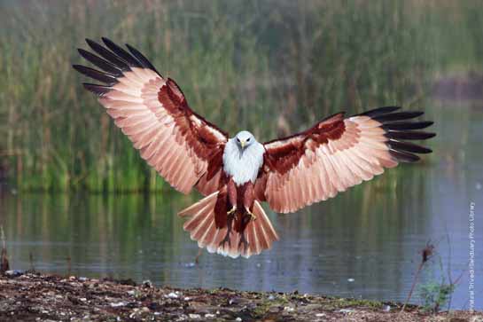 Brahminy Kite