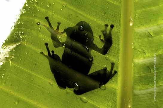 Tree Frog
