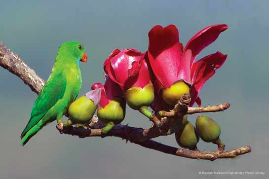 Indian Lorikeet