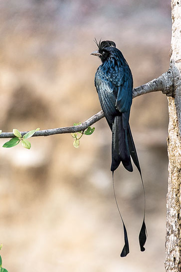 Greater Racket-tailed Drongo (right) together with myriad other bird species. Greater Racket-tailed Drongo (right) together with myriad other bird species.