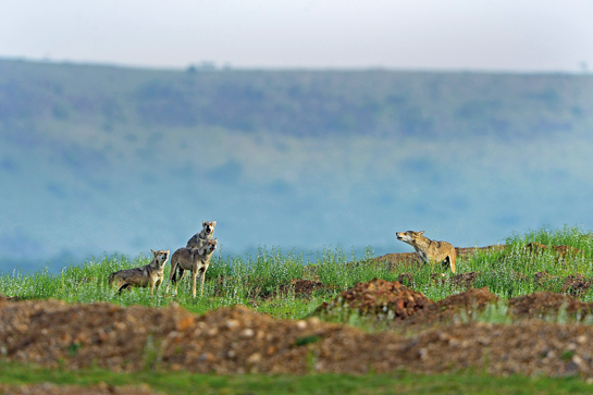 Though cliched, the slogan &acirc;Grasslands are not wastelands' needs to be drummed into the heads of planners who are unable to comprehend the ecological services these vital ecosystems offer. Meanwhile, the clouds of &acirc;development' close in to threaten landscapes that enabled the rise of the mammals.