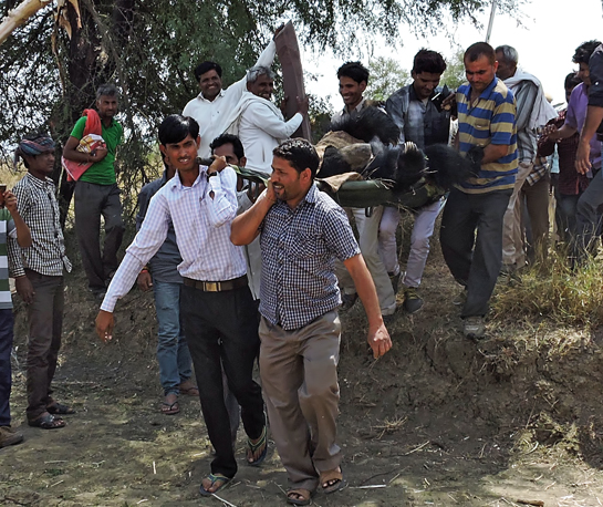 Govardhan and a team of assorted villagers carry out a rescue mission for a sloth bear. Quick on their feet, they created a makeshift stretcher to carry the animal to safety.