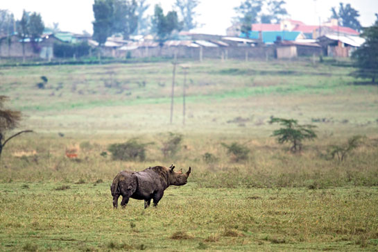 The recent surge in poaching of black rhinos, with the involvement of transnational, organised criminal networks, is reversing all conservation gains made so far.
