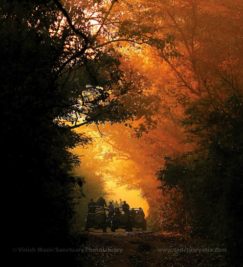Today, wildlife tourism has grown much in demand, and reserves like Corbett see a massive footfall annually.